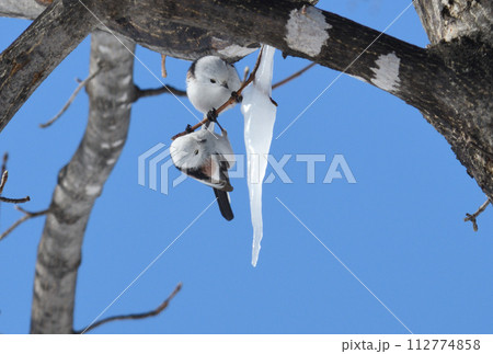 冬の北海道の公園の楓にできた氷柱を舐める2羽のシマエナガ 冬の北海道の公園の楓にできた氷柱を舐める2羽のシマエナガ 112774858