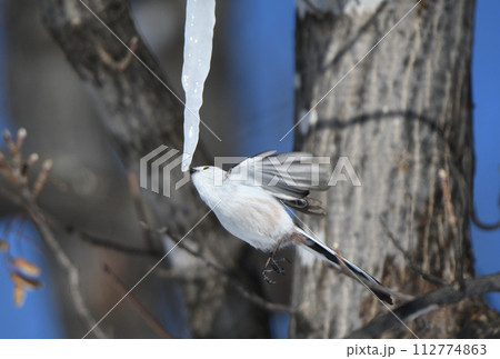 冬の北海道の公園の楓の氷柱をホバリングして舐めるシマエナガ 112774863