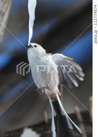 冬の北海道の公園の楓の氷柱をホバリングして舐めるシマエナガ 冬の北海道の公園の楓の氷柱をホバリングして舐めるシマエナガ 112774874