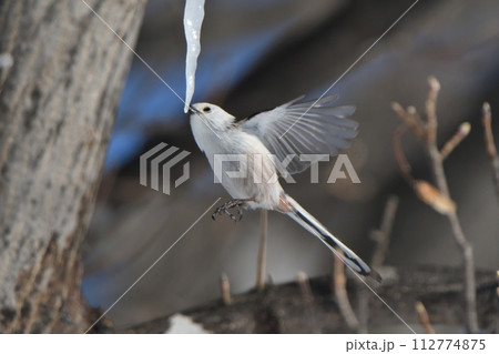 冬の北海道の公園の楓の氷柱をホバリングして舐めるシマエナガ 112774875