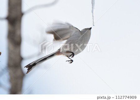 冬の北海道の公園の楓の氷柱をホバリングして舐めるシマエナガ 112774909