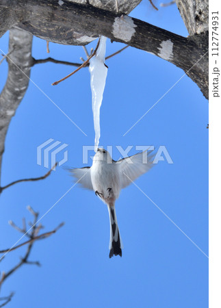 冬の北海道の公園の楓の氷柱をホバリングして舐めるシマエナガ 112774931