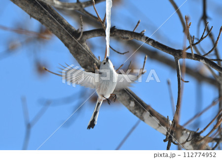 冬の北海道の公園の楓の氷柱をホバリングして舐めるシマエナガ 冬の北海道の公園の楓の氷柱をホバリングして舐めるシマエナガ 112774952