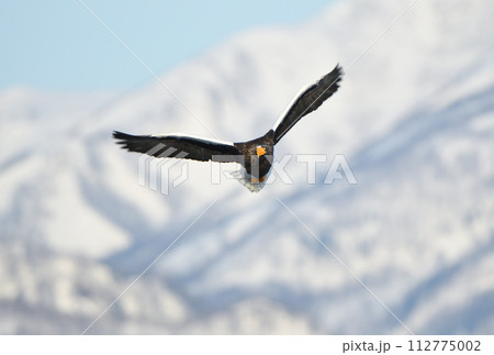 北海道知床羅臼沖を飛ぶオオワシと冠雪した知床連山 112775002