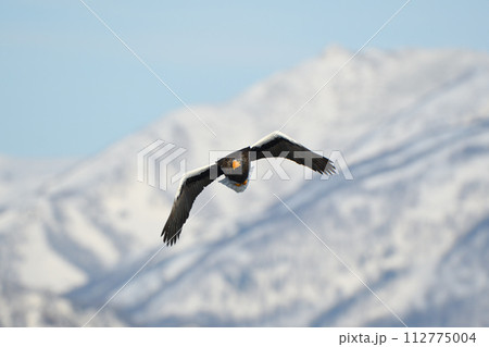 北海道知床羅臼沖を飛ぶオオワシと冠雪した知床連山 北海道知床羅臼沖を飛ぶオオワシと冠雪した知床連山 112775004