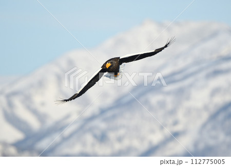 北海道知床羅臼沖を飛ぶオオワシと冠雪した知床連山 北海道知床羅臼沖を飛ぶオオワシと冠雪した知床連山 112775005