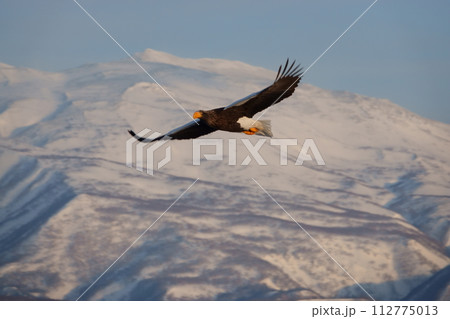北海道知床羅臼沖を飛ぶオオワシと冠雪した知床連山 112775013