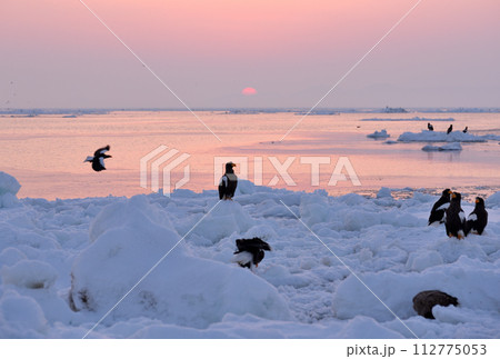 北海道知床羅臼沖の朝焼けと流氷で休むオオワシ 112775053