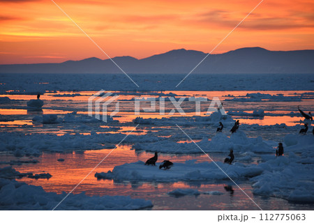 北海道知床羅臼沖の朝焼けと流氷で休むオオワシ 112775063