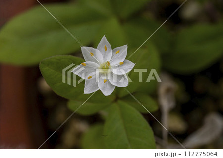 7弁の花弁と7つの雄蕊を持つ白い清楚な花・ツマトリソウ 112775064