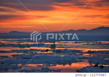 北海道知床羅臼沖の朝焼けと流氷で休むオオワシ 北海道知床羅臼沖の朝焼けと流氷で休むオオワシ 112775067