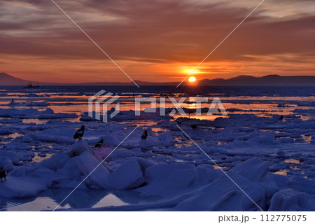 北海道知床羅臼沖の朝焼けと流氷で休むオオワシ 112775075