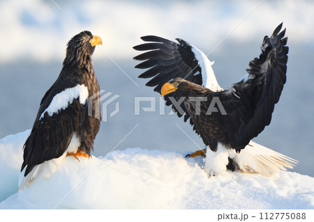 北海道知床羅臼沖の流氷で休むオオワシ 112775088