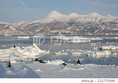 北海道知床羅臼沖の流氷で休むオオワシ 北海道知床羅臼沖の流氷で休むオオワシ 112775090