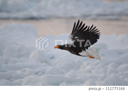 北海道知床羅臼沖の早朝の流氷の海を飛ぶオオワシ 112775168