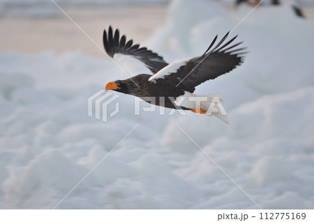 北海道知床羅臼沖の早朝の流氷の海を飛ぶオオワシ 北海道知床羅臼沖の早朝の流氷の海を飛ぶオオワシ 112775169