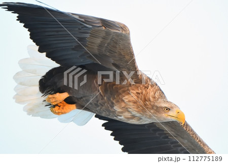北海道知床羅臼沖の早朝の空を飛ぶオジロワシ 112775189