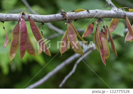 紅色の花をたくさんつけるハナズオウの実 112775526