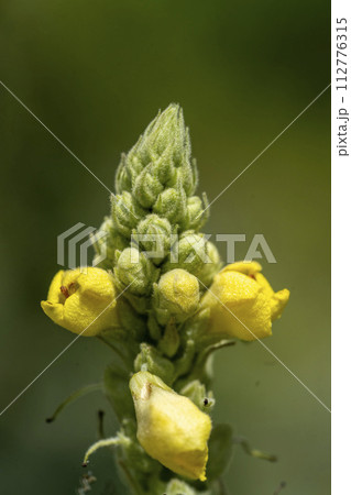 長い花穂の先端部分についた黄色い花の蕾・ビロードモウズイカ 112776315
