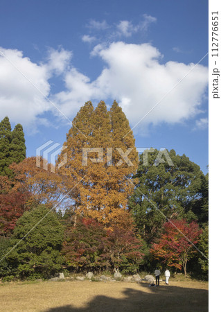 メタセコイアの黄葉とモミジの紅葉を愉しむ人達の風景 メタセコイアの黄葉とモミジの紅葉を愉しむ人達の風景 112776651