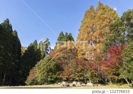 メタセコイアの黄葉とモミジの紅葉の風景 メタセコイアの黄葉とモミジの紅葉の風景 112776653