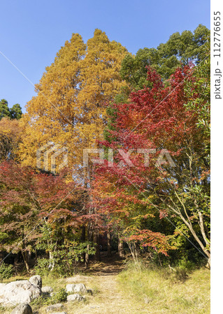 メタセコイアの黄葉とモミジの紅葉の風景-2 メタセコイアの黄葉とモミジの紅葉の風景-2 112776655