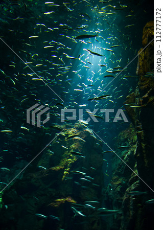 水族館　水槽の中を中を気持ちよさそうに泳ぐ魚たち 112777172