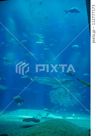 水族館　水槽の中を中を気持ちよさそうに泳ぐ魚たち 112777173