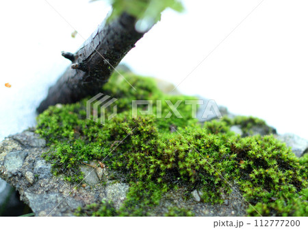 兼六園の苔 兼六園の苔 112777200