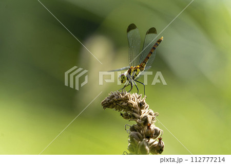 ビロードモウズイカの花穂の先端に腹を上げて止まっているコノシメトンボ 112777214