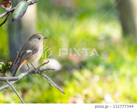 木の枝にとまるジョウビタキのメス・ジョビコ・コピースペース 木の枝にとまるジョウビタキのメス・ジョビコ・コピースペース 112777344