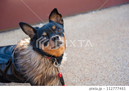 散歩中の小型犬・チワワ・ミニピン 112777481