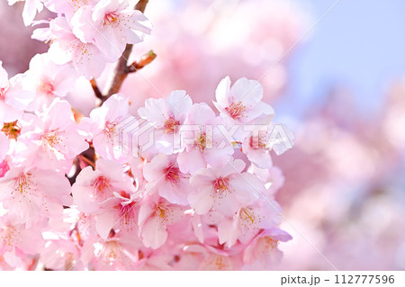 満開になった桜の花 112777596