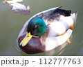 水面に浮かぶカモ 112777763