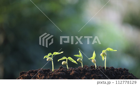 bean sprout growing under sunlight bean sprout growing under sunlight 112778129