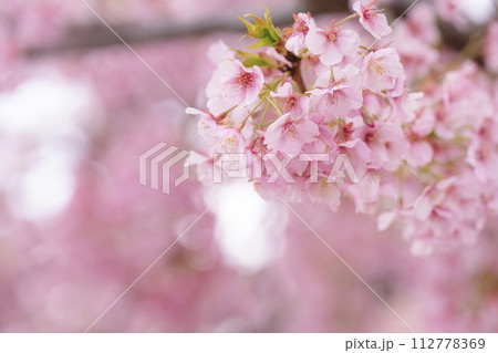 河津桜 河津桜 112778369