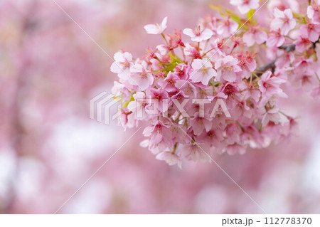 河津桜 112778370