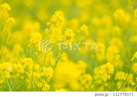 菜の花 112778371