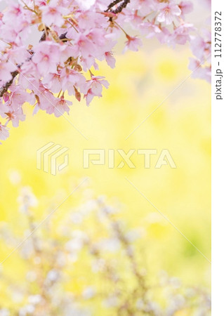 菜の花をバックに河津桜 112778372