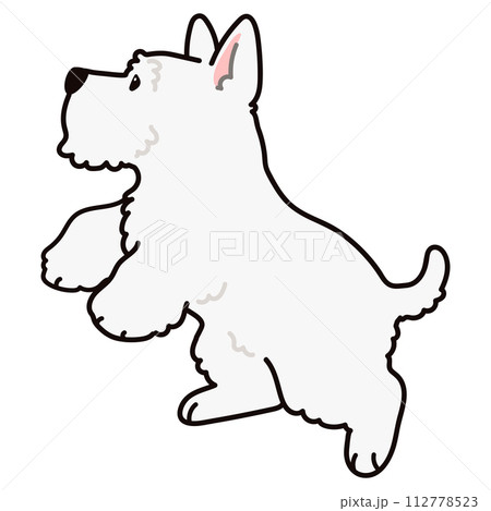 ジャンプするシンプルで可愛い白いスコティッシュテリアのイラスト　主線あり 112778523