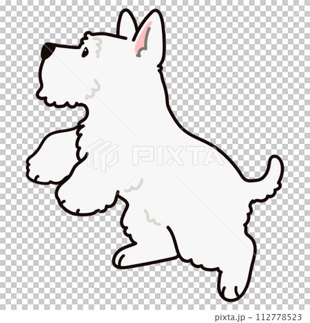 一個簡單可愛的白色蘇格蘭梗用主線跳躍的插圖 112778523