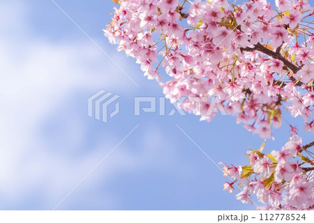 河津桜と青空 112778524