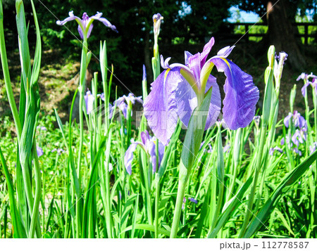 鮮やかな菖蒲の花　初夏の日本 112778587
