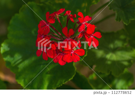 Red geranium flowers with green recognizable leaves. Contrast of red and green 112778652