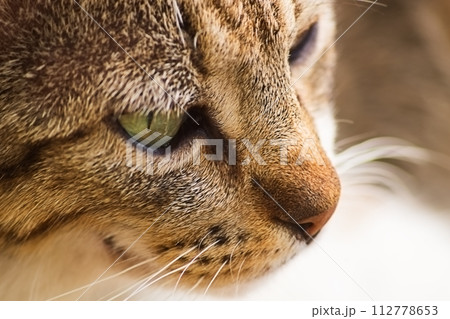 Close-up of a beautiful face of a gray tabby cat looking into the lower right corner 112778653
