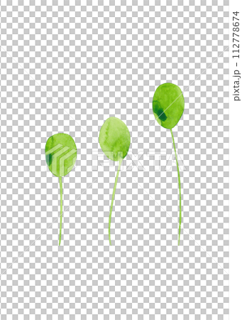 Green blossoming sprouts.Isolated watercolor illustration Green blossoming sprouts.Isolated watercolor illustration 112778674