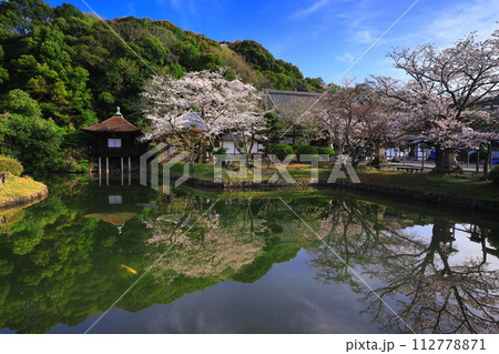 【和歌山県】桜が満開の根来寺(聖天池) 【和歌山県】桜が満開の根来寺(聖天池) 112778871