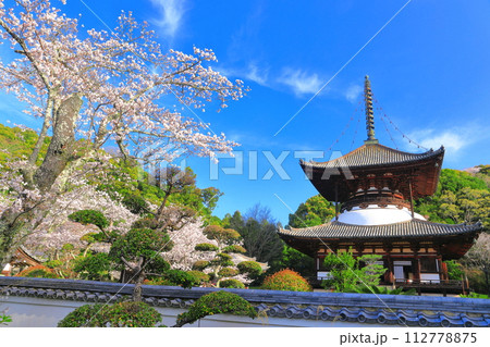 【和歌山県】桜が満開の根来寺大塔（多宝塔） 112778875
