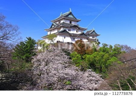 【和歌山県】快晴の和歌山城と満開の桜 112778876