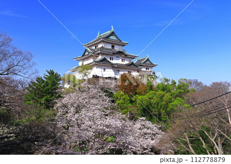 【和歌山県】快晴の和歌山城と満開の桜 112778879